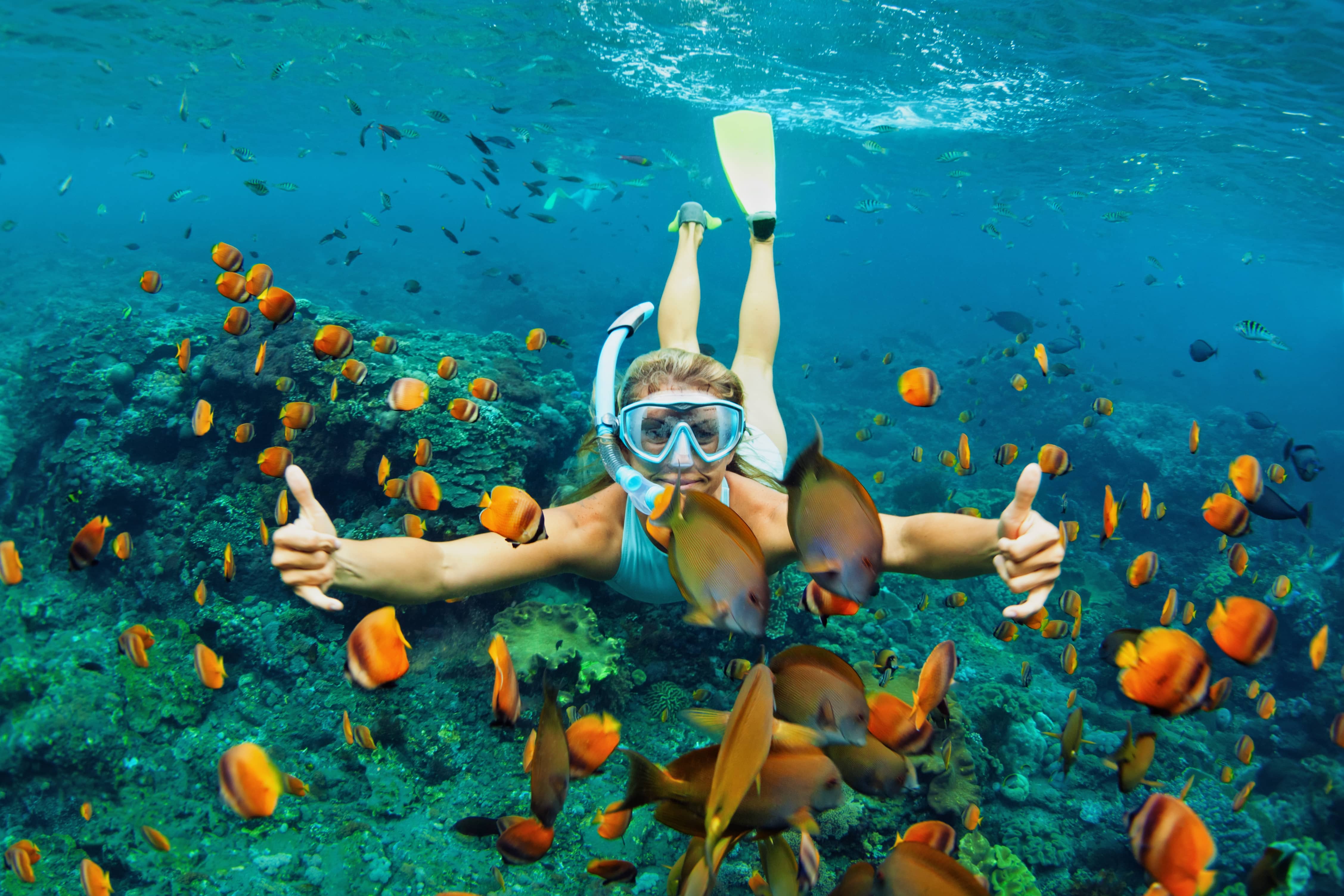 Diver swims underwater near school of fish